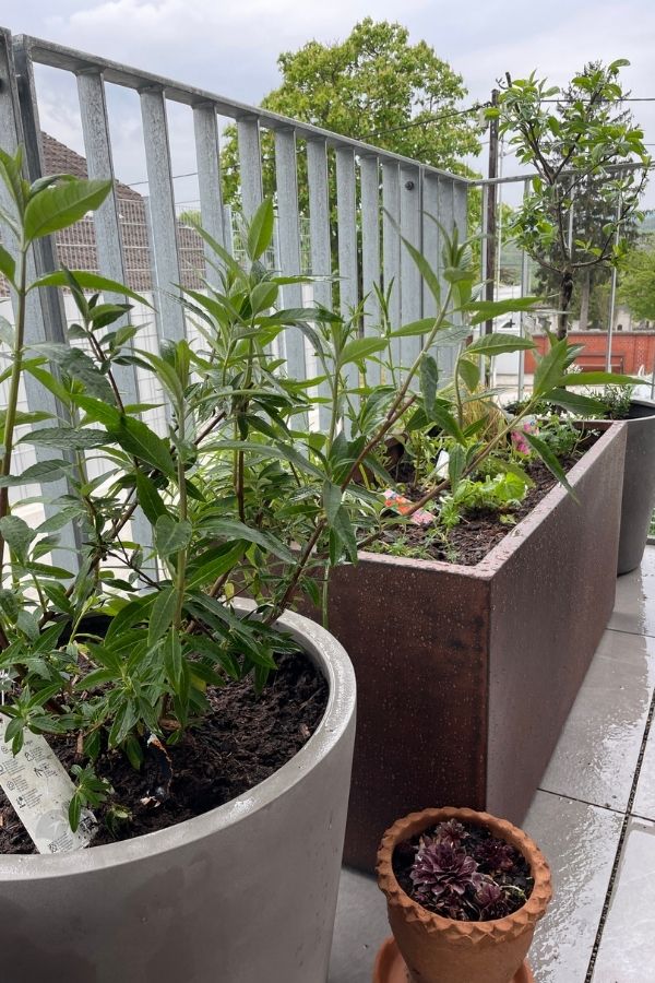 Balkon mit großen Pflanzkübeln und verschiedenen Grünpflanzen entlang des Geländers.