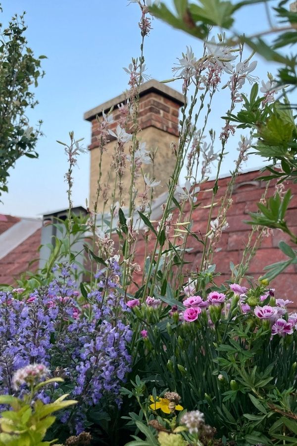 Blühendes Staudenbeet auf einer Dachterrasse mit weißen, violetten und rosa Blüten vor rotem Ziegeldach.