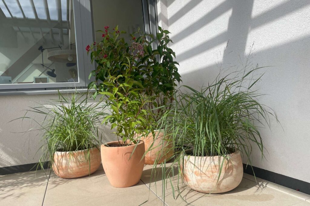 Mehrere bepflanzte Tontöpfe mit Ziergras und Blühstrauch auf heller Terrasse im Sonnenlicht.