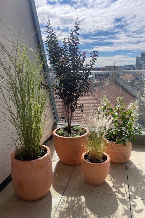 Tontöpfe mit Ziergräsern, kleinem Zierbaum und weiß blühendem Strauch auf sonniger Terrasse vor Stadtpanorama.“